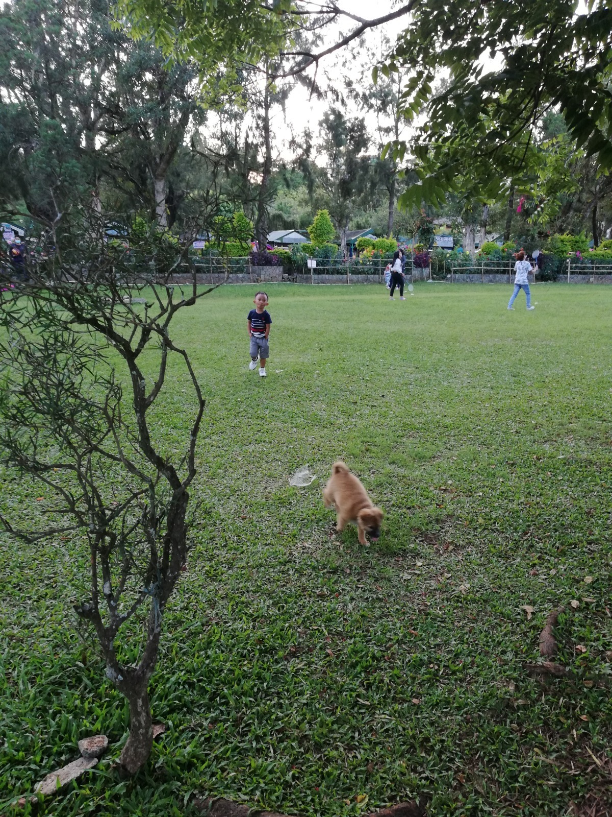 Kid play with a dog in Burnham park