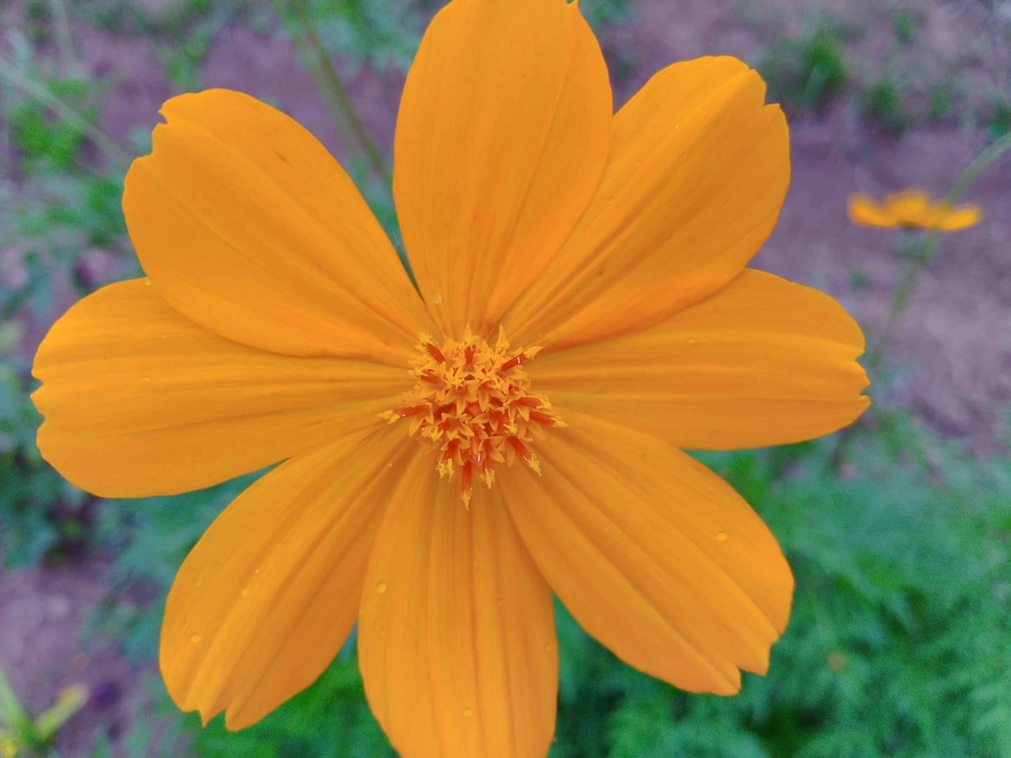 Daisy Orange